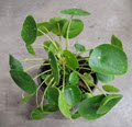 6" Pilea Peperomiode Chinese Money Plant